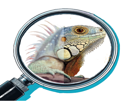 Iguana illustration